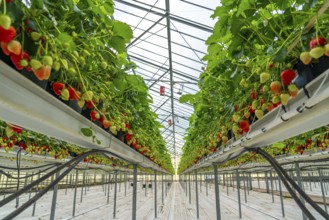 Strawberry cultivation in a greenhouse, strawberry plants with berries at different stages of