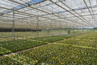 Horticultural business, greenhouse, various types of potted plants are grown here to be sold in