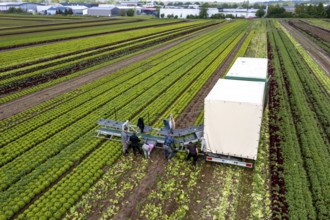 Harvesting Lollo Bianco lettuce, harvest workers cut off the lettuce heads, clean them and put them