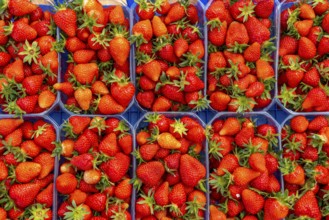 Harvest of strawberries, strawberry cultivation in the open, under a foil tunnel, young strawberry