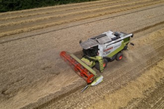 Agriculture, grain harvest, wheat, combine harvester harvesting in a wheat field, near