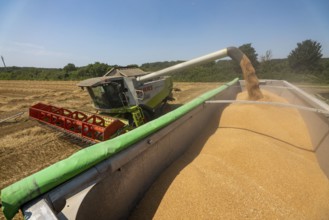 Agriculture, grain harvest, wheat, combine harvester harvesting in a wheat field, grain tank being