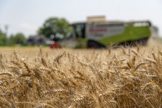 Agriculture, grain harvest, wheat, combine harvester harvesting in a wheat field, near