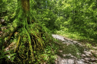 Hiking trail, forest path with gnarled tree roots, Ohlstadt, Loisachtal, Das Blaue Land, Upper