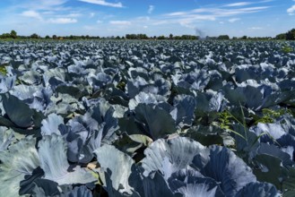 Vegetable cultivation, field with red cabbage, red cabbage, near Krefeld, North Rhine-Westphalia,