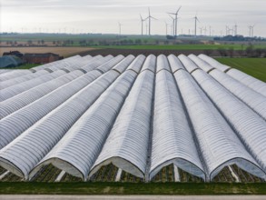 Open field strawberry cultivation in a foil greenhouse, young strawberry plants growing, near