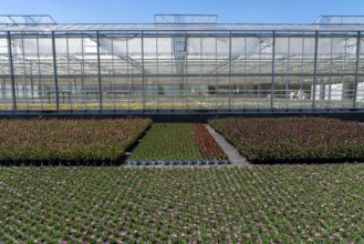 Horticultural business, greenhouse and open-air, various types of potted plants are grown here to