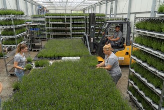 Horticultural business, lavender plants, in flower pots, outdoors, are packed to make them ready