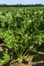 Agriculture, field, field with sugar beet, early growth stage, vigorous growth, near Issum, North