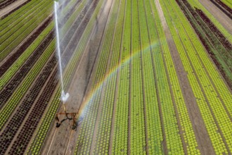 A field is artificially irrigated, water is sprayed onto the field via an irrigation system, field