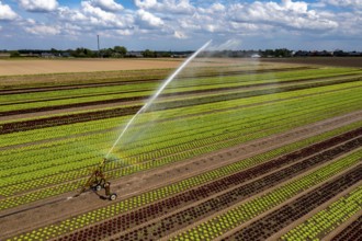 A field is artificially irrigated, water is sprayed onto the field via an irrigation system, field