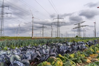 Wind farm, power line, high-voltage pylons, agriculture, fields, fields, east of Bad Wünnenberg,