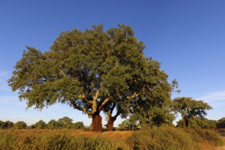 Landscape Spain, cork oak, Hides De Calera, Calera Y Chozas, Castilla La Mancha / Toledo, Spain,