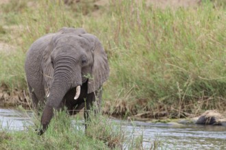 African bush elephant (Loxodonta africana), young adult male feeding on reeds in the bed of the