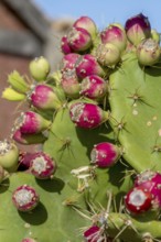 Cactus pear (Opuntia ficus-indica), Fuerteventura, Canary Island, Spain, Europe