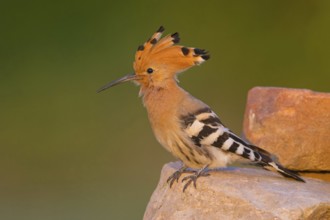 Hoopoe, (Upupa epops), on a perch, family Hoopoes, early raptors, Hides de El Taray / Lesser