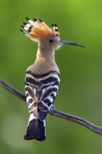 Hoopoe, (Upupa epops), on perch, hoopoe family, formerly raptors, Hides de El Taray / Lesser Kestr,