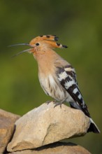 Hoopoe, (Upupa epops), on a perch, family Hoopoes, early raptors, Hides de El Taray / Lesser