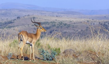 Impala, black heeler antelope, (Aepyceros melampus), antelope, Ithala Game Reserve, Louwsburg,