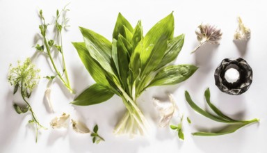 Various kitchen ingredients such as wild garlic and garlic scattered on a white background, wild