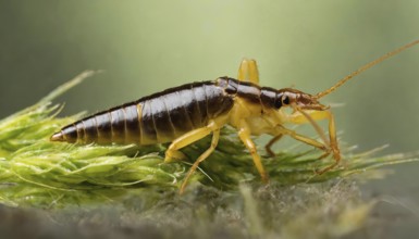 Animal, insect, close-up of a Forficula auricularia, AI generated, AI generated