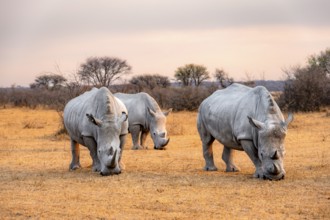 Southern white rhinoceros (Ceratotherium simum simum), three rhinos at sunset, Khama Rhino