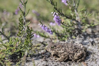 Natterjack toad (Epidalea calamita), Emsland, Lower Saxony, Germany, Europe