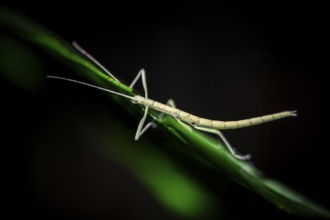 Stick insect (Phasmatodea) sitting on a leaf, at night in the tropical rainforest, Refugio Nacional