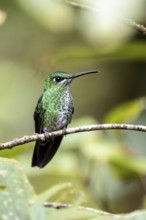 Green-crowned brilliant (Heliodoxa jacula), adult female sitting on a branch, Monteverde Cloud