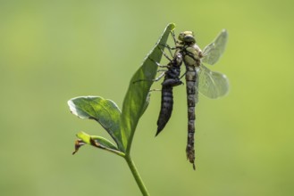 Southern Hawker (Aeshna cyanea) with exuviae, Emsland, Lower Saxony, Germany, Europe