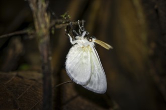 Hairy white moth, moth on a stem, at night in the tropical rainforest, Refugio Nacional de Vida