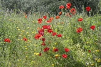 Poppy flower (Papaver Rhoeas) and cornflower (Centaurea cyanea), Mecklenburg-Vorpommern, Germany,