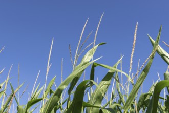 Symbolic image, renewable energies, maize plants, biogas plant, feed maize, detail, immature,