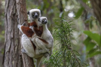 Coquerell Sifaka with juvenile (Propithecus coquerelli) in the forests of Ankarafantsika National