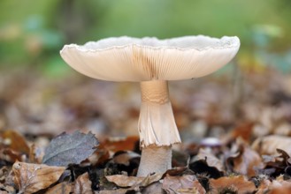 Pearl mushroom (Amanita rubescens), Germany, Europe