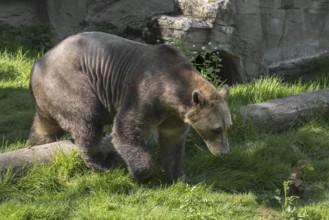 Captive bred Polar bear, brown bear hybrid also called grolar bear, pizzly bear, nanulak at