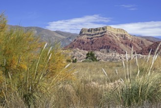 Pampas grass and La Falda, colourful rock formation in the Quebrada de Humahuaca, narrow mountain