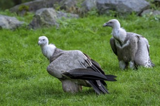 Two griffon vulture, Eurasian griffons (Gyps fulvus) scavenger bird native to southern Europe,