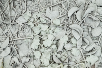 Leaves and grass covered with hoarfrost. Abstract floral background, garden and winter concept.