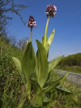 Lady Orchid (Orchis purpurea), two plants in flower, growing on the side of a country road, Hesse,