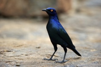 Red-shouldered Glossy Starling (Lamprotornis nitens), adult, foraging, alert, Mountain Zebra