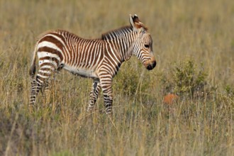 Cape Mountain Zebra (Equus zebra zebra), young animal, foraging, Mountain Zebra National Park,