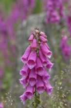 Common foxglove (Digitalis purpurea), flowers, from the plantain family, highly toxic, deadly