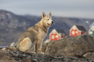 Greenland dog, husky sitting on rocks in front of houses, Tasiilaq, East Greenland, Greenland,