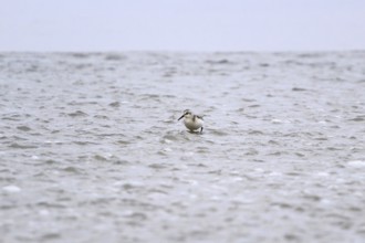 Sanderling Limikole, Usedom, September, Mecklenburg-Western Pomerania, Germany, Europe