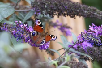 Peacock butterfly (Inachis io) sucking nectar on butterfly bush (Buddleja davidii), butterfly bush,