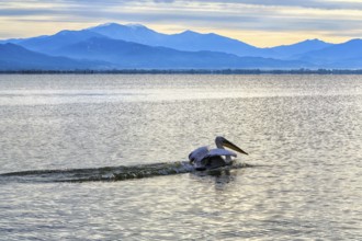 Dalmatian Pelican (Pelecanus crispus), morning light at Lake Kerkini, Lake Kerkini, Central