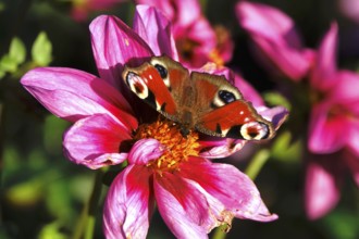 Peacock butterfly (Inachis io) on a dahlia, October, Saxony, Germany, Europe