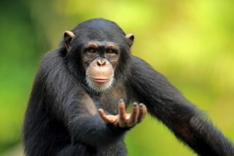 Chimpanzee (Pan troglodytes troglodytes), subadult, half-grown, begging, portrait