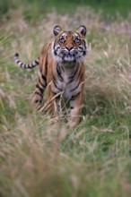 Sumatran tiger (Panthera tigris sumatrae), adult, alert